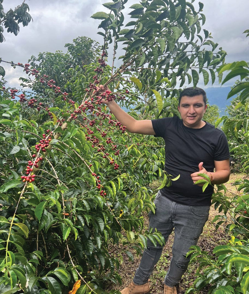 Colombia Huila Finca El Diviso Sidra